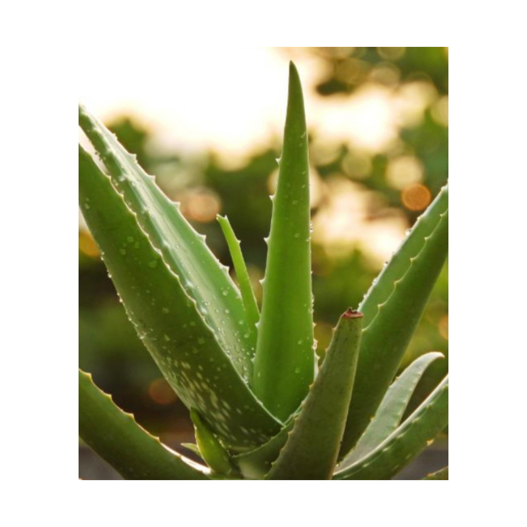 Untitled design (22)